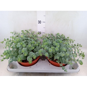 Sedum sieboldii