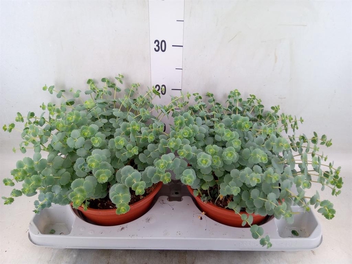 <h4>Sedum sieboldii</h4>
