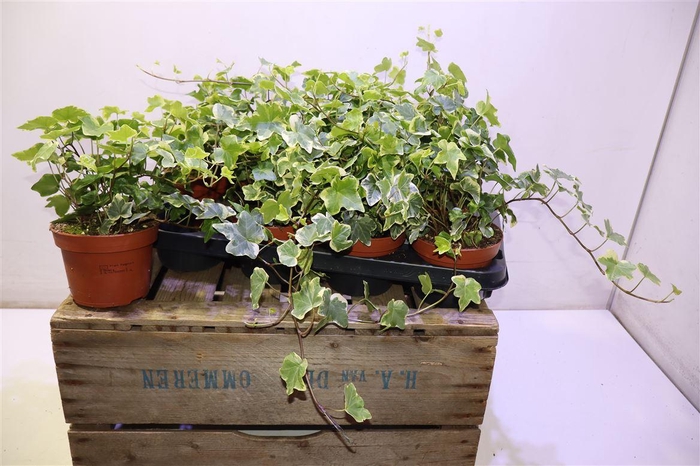 <h4>Hed He Tonny</h4>