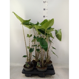 Alocasia zebrina