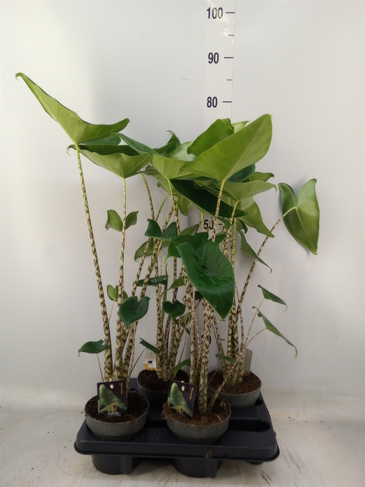<h4>Alocasia zebrina</h4>