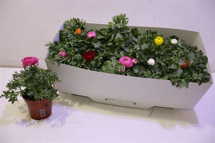 <h4>Ranun Sprink Gem</h4>