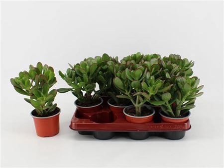 <h4>Crassula Ovata</h4>