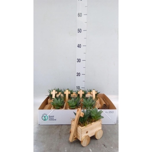 Arr.   Kamerplant Groen L%