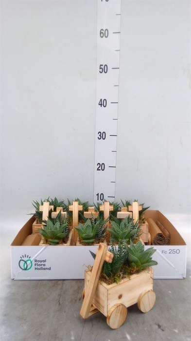 <h4>Arr.   Kamerplant Groen L%</h4>