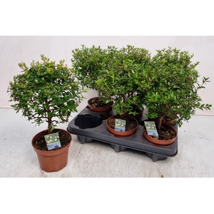 MYRTUS COM