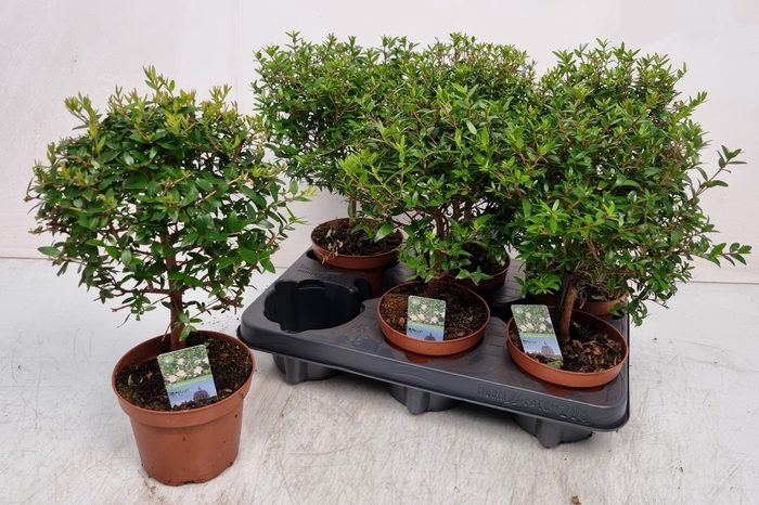 <h4>MYRTUS COM</h4>