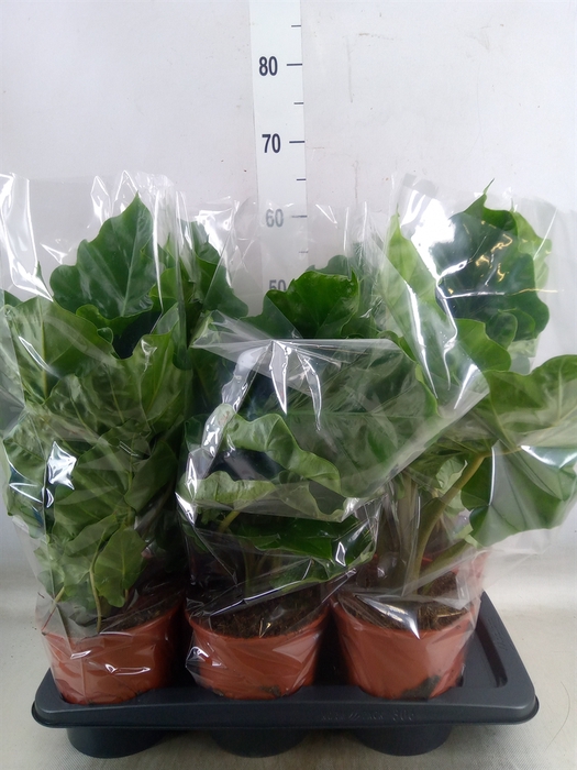 <h4>Alocasia  'Low Rider'</h4>