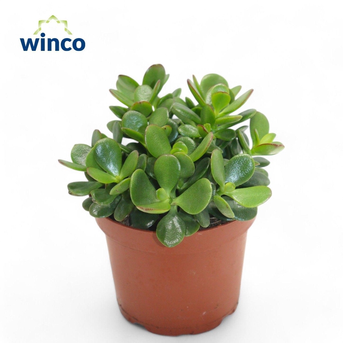 <h4>Crassula Minor</h4>