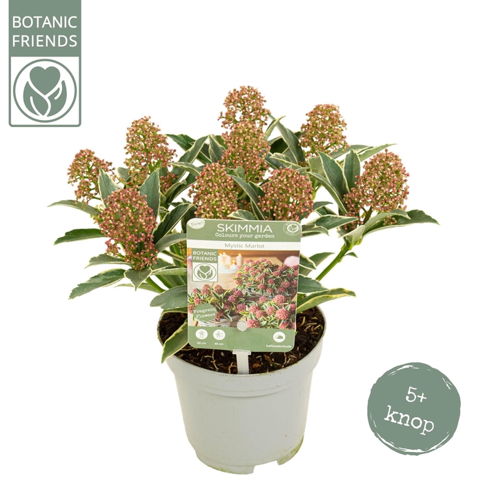 <h4>Skimmia japonica 'Mystic Marlot' 5+bloem</h4>