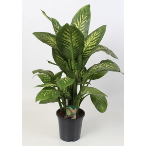 Dieffenbachia Tropic Snow 21 cm