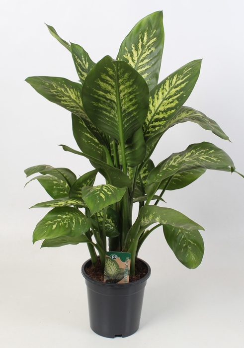 <h4>Dieffenbachia Tropic Snow 21 cm</h4>