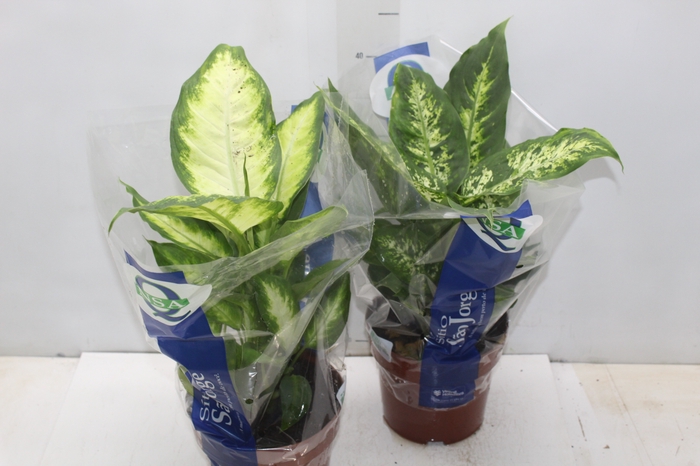 <h4>DIEFFENBACHIA VARIADO P17</h4>