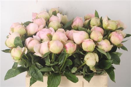 <h4>Paeo L Flor Nicholls</h4>