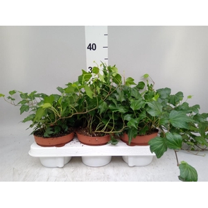 Hedera helix 'Green Ripple'