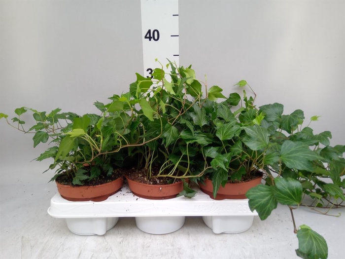 <h4>Hedera helix 'Green Ripple'</h4>