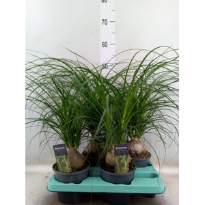 Beaucarnea recurvata