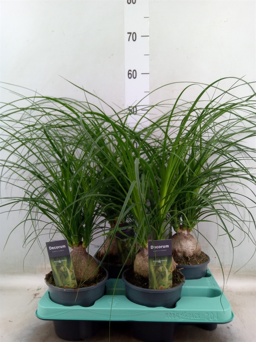 <h4>Beaucarnea recurvata</h4>