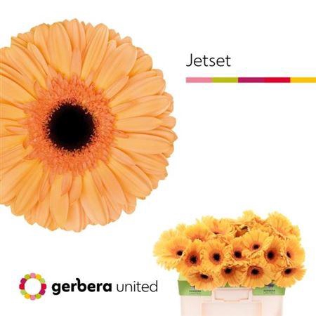 <h4>Ge Gr Jetset</h4>