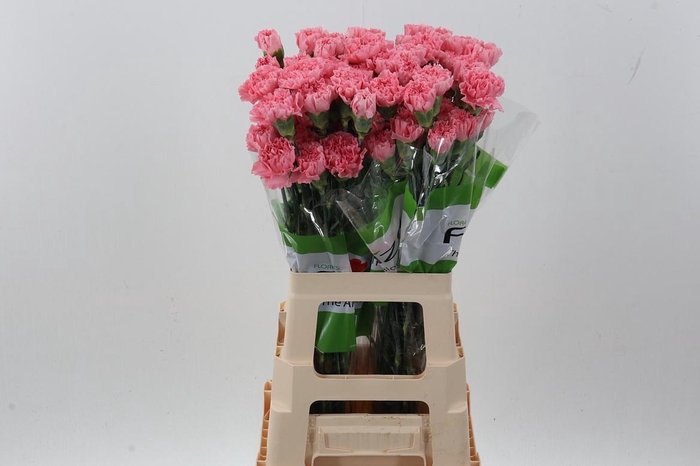 <h4>Di St Pink Verona</h4>