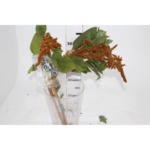 AMARANTHUS DOURADO 070 CM