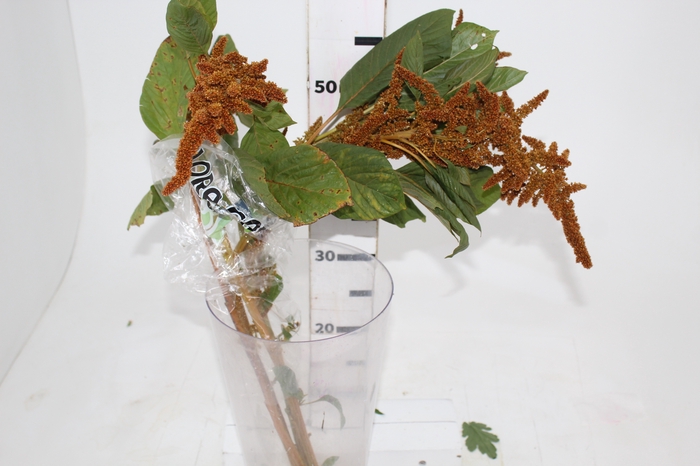<h4>AMARANTHUS DOURADO 070 CM</h4>