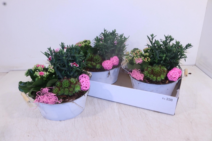 <h4>ARR TUINPLANTEN</h4>