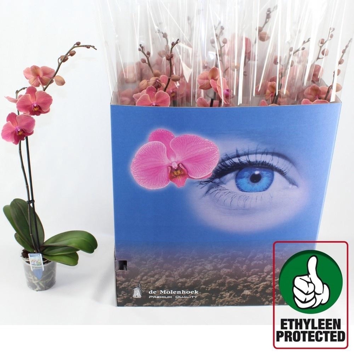 <h4>PHAL AN NARBONNE</h4>