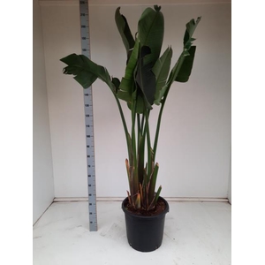 STRELITZIA NICOLAI