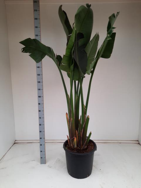 STRELITZIA NICOLAI