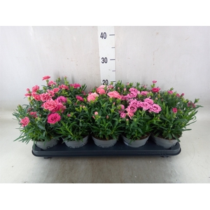 Dianthus   ...mix
