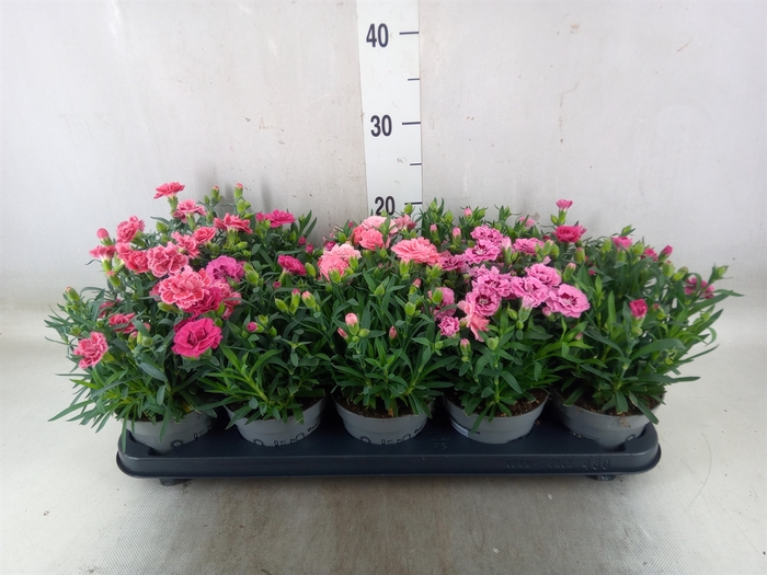 <h4>Dianthus   ...mix</h4>