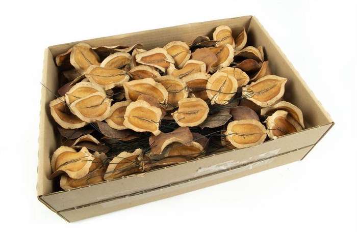 <h4>Jacaranda klein op draad naturel 10</h4>