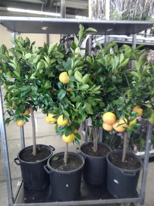 <h4>Citrus   ...</h4>