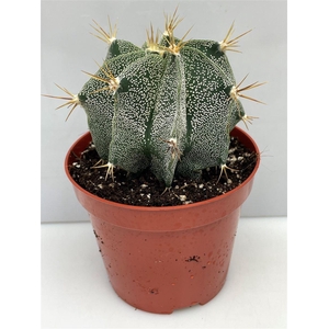 Astrophytum ornatum