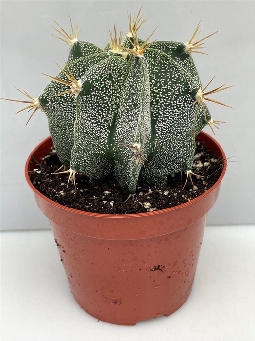 <h4>Astrophytum ornatum</h4>