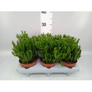 Crassula ovata 'Gollum'