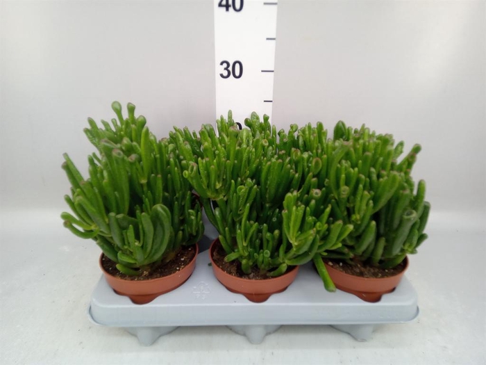 <h4>Crassula ovata 'Gollum'</h4>