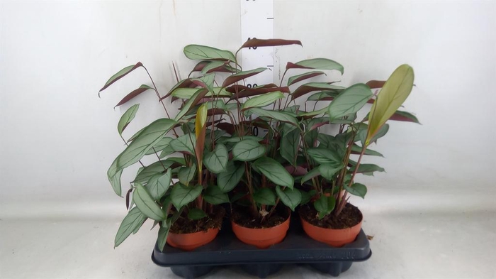 <h4>Ctenanthe   ...</h4>