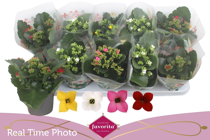 <h4>KAL EN GEM 4 KL</h4>