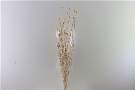 <h4>Dried Centaurea Natural Bunch Slv</h4>