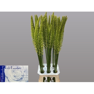 Eremurus Yellow Rebel