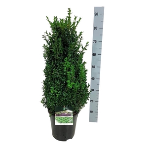 Buxus sempervirens