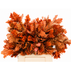 Quercus Preserved Orange (oak,eik)