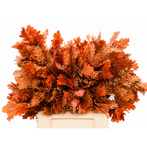 Quercus Preserved Orange (oak,eik)