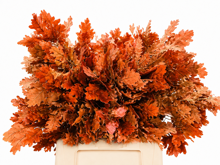 <h4>Quercus Preserved Orange (oak,eik)</h4>