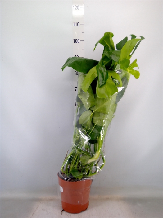 <h4>Monstera delic.</h4>