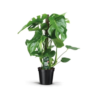 Monstera Deliciosa 70 kratiste stok