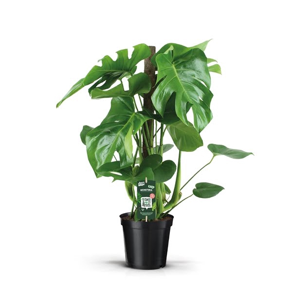 <h4>Monstera Deliciosa 70 kratiste stok</h4>