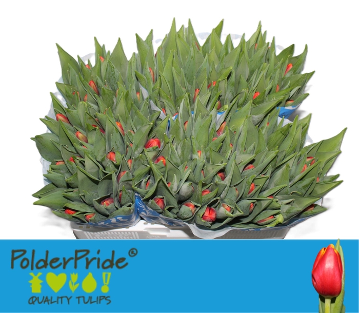 <h4>TU EN POWER PLAY</h4>